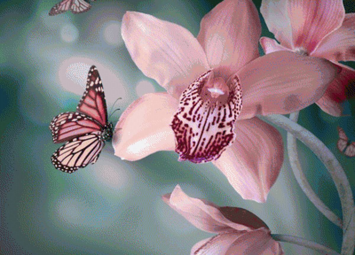 орхидея - предпросмотр