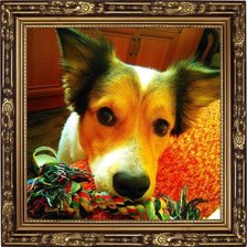 Схема вышивки «мой любимчик»