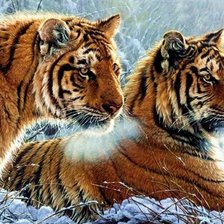 Схема вышивки «тигры»