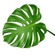 Схема вышивки «Лист монстеры»