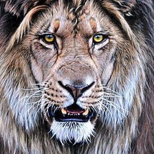 Схема вышивки «король-лев»