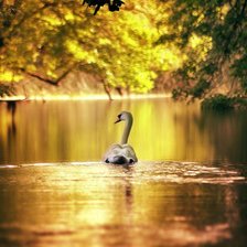 Схема вышивки «Лебедь»