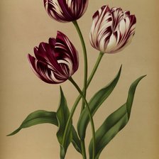 Схема вышивки «Тюльпаны»