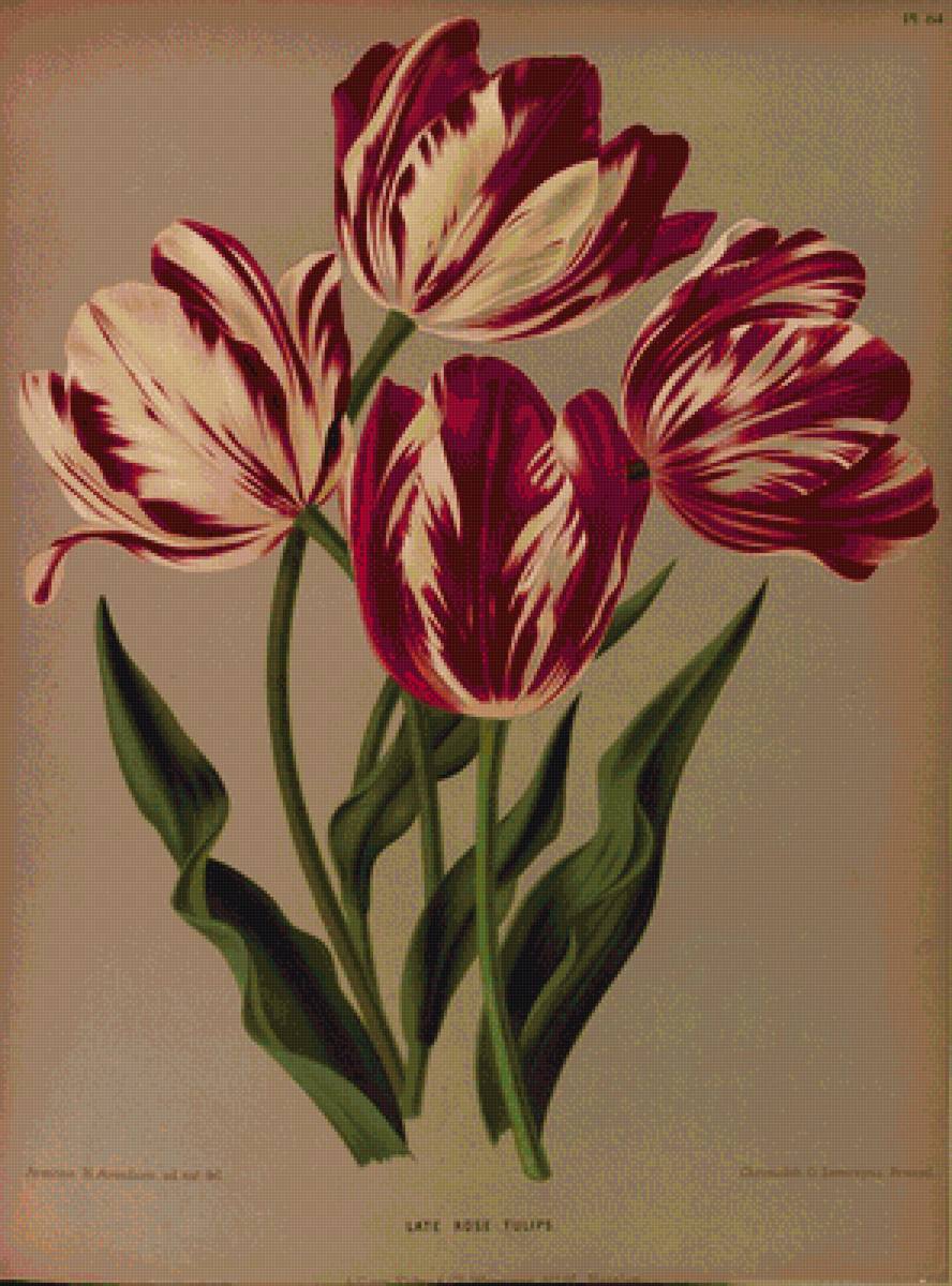 Тюльпаны - цветы тюльпаны букет - предпросмотр