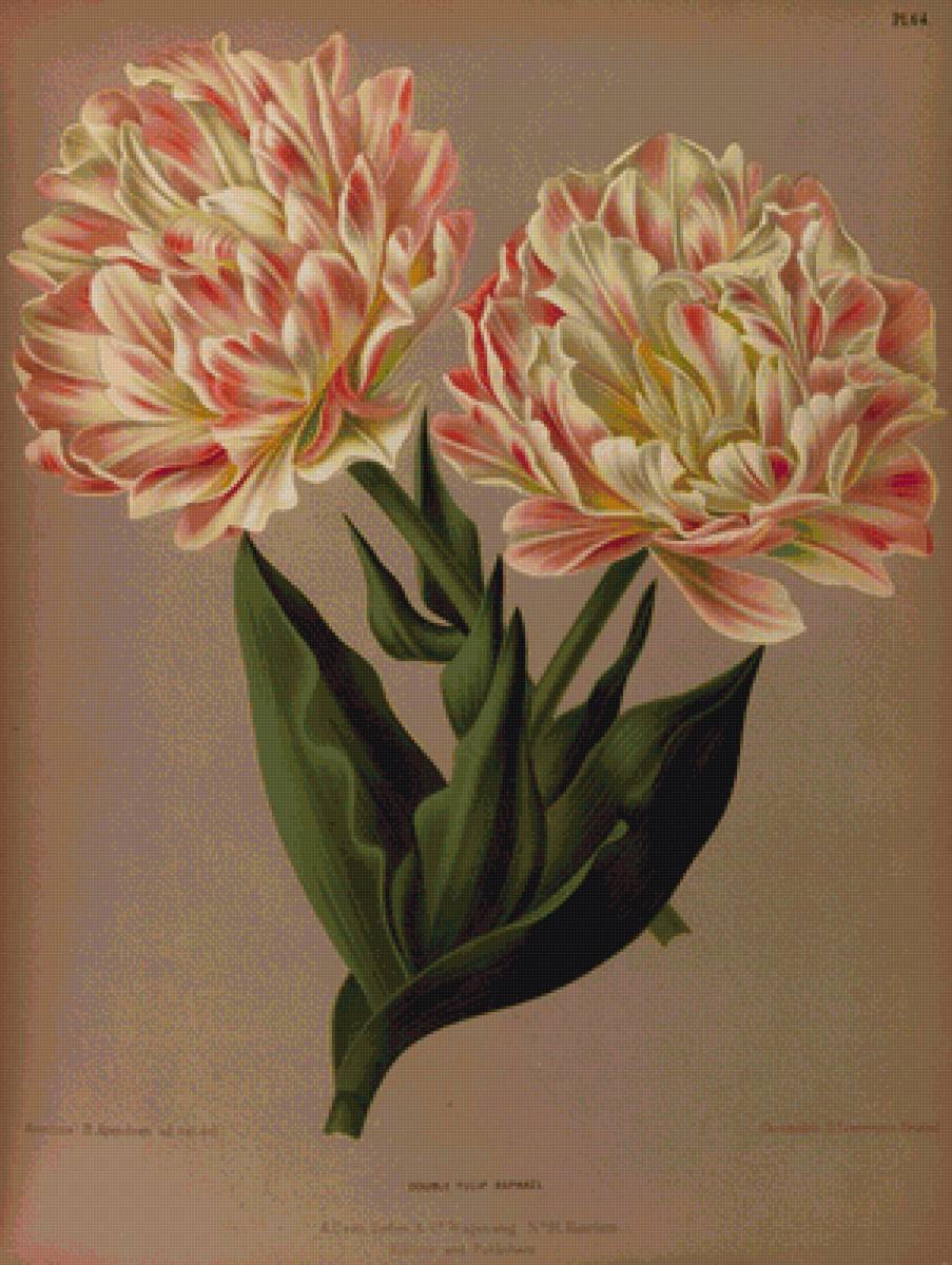 Тюльпаны - цветы тюльпаны букет - предпросмотр