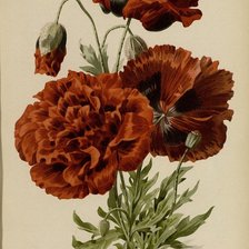 Схема вышивки «Маки»