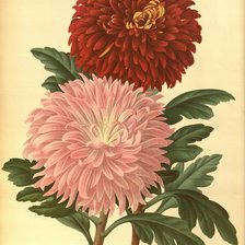 Схема вышивки «Хризантемы»