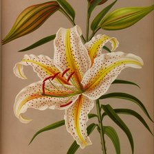 Схема вышивки «лилия»