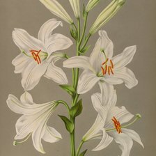 Схема вышивки «лилия»