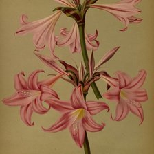 Схема вышивки «Лилия»