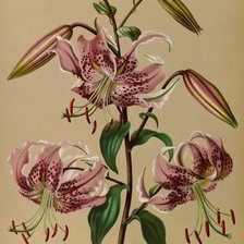 Схема вышивки «Лилия»