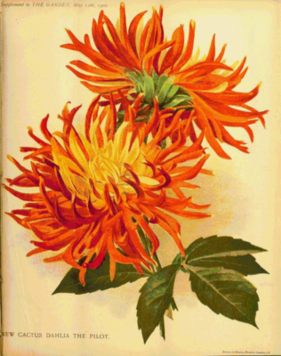 Георгин - цветы - предпросмотр