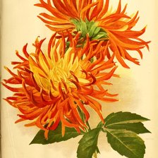 Схема вышивки «Георгин»