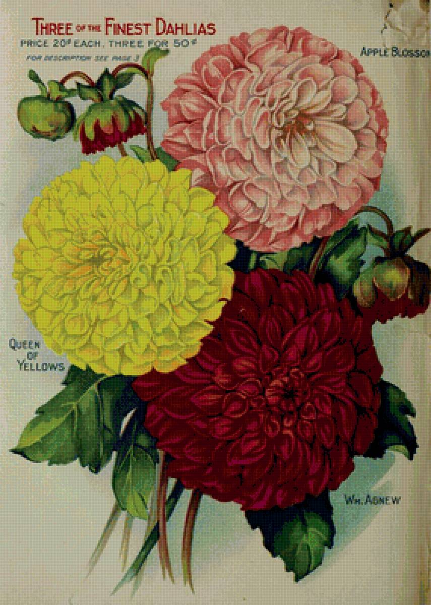 Георгины - цветы - предпросмотр