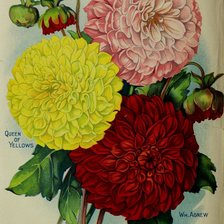 Схема вышивки «Георгины»