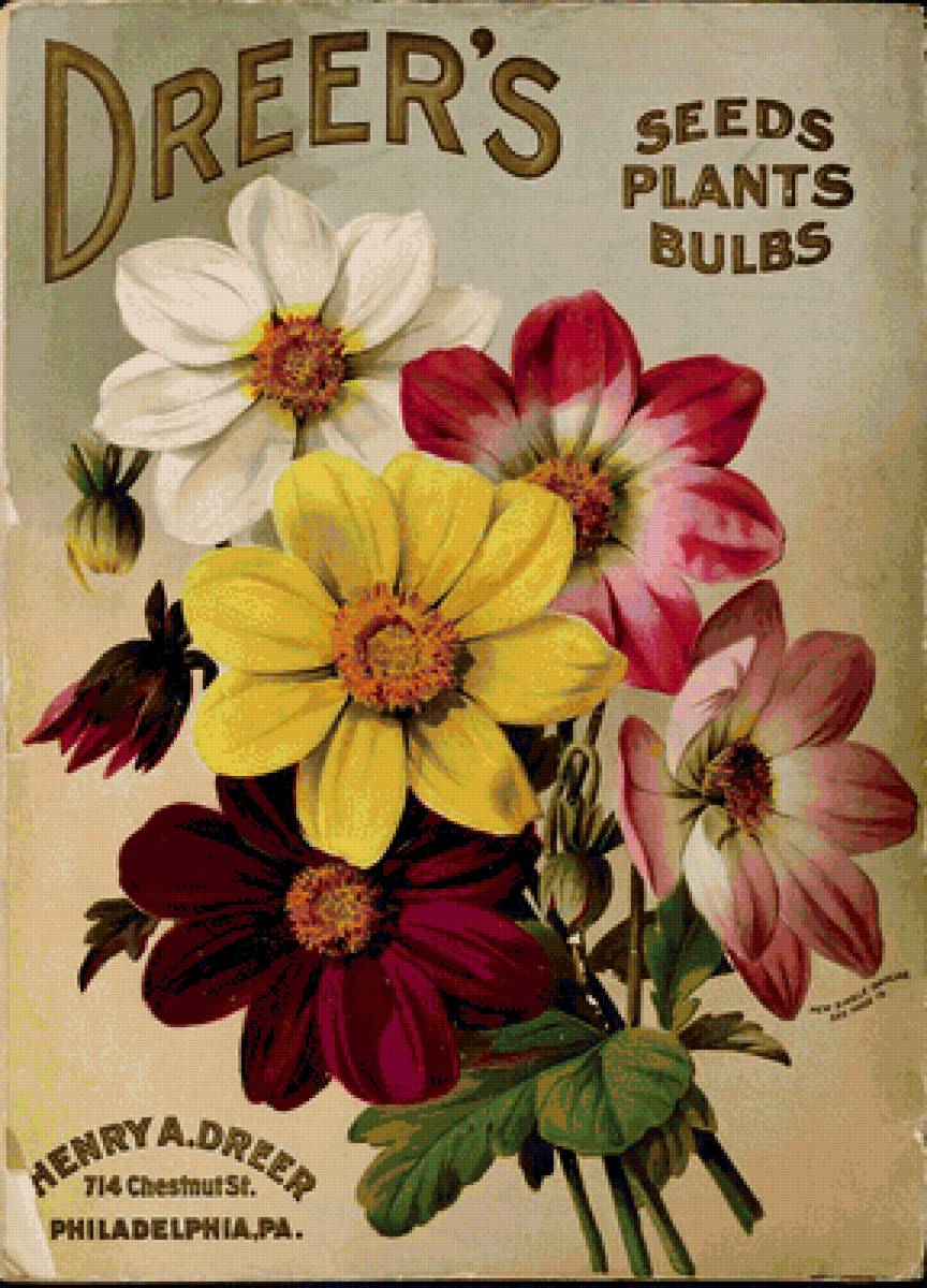 Георгины - цветы - предпросмотр