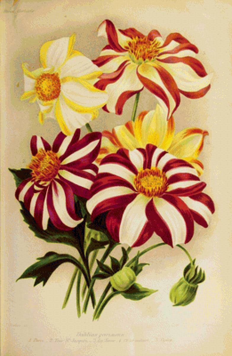 Георгины - цветы - предпросмотр