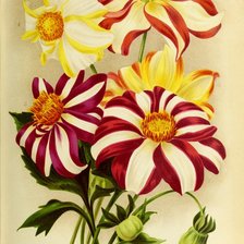 Схема вышивки «Георгины»