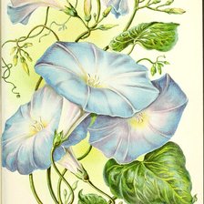 Схема вышивки «Ипомея»