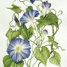 Схема вышивки «Ипомея»