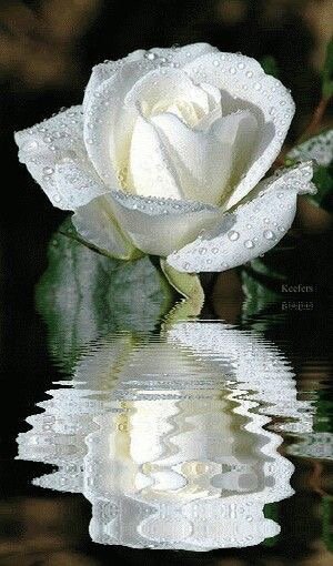 Quynh - hoa hồng - оригинал