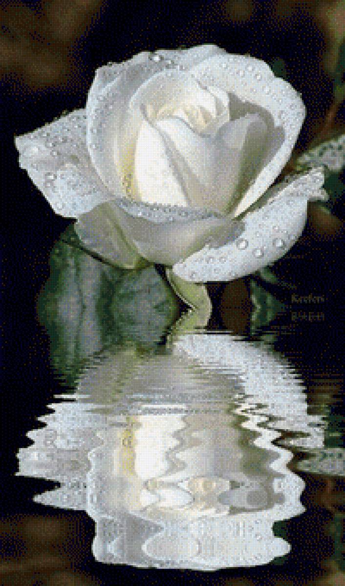 Quynh - hoa hồng - предпросмотр