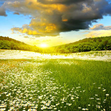 цветочное поле