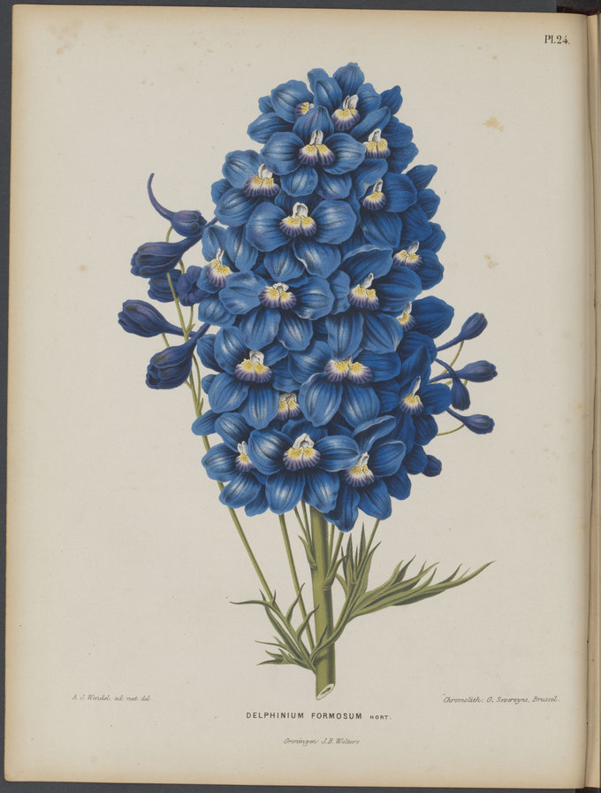 Дельфиниум - цветы - оригинал