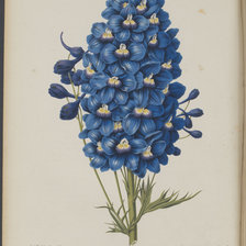 Схема вышивки «Дельфиниум»