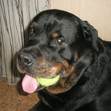 Схема вышивки «Ротвейлер Ерема»