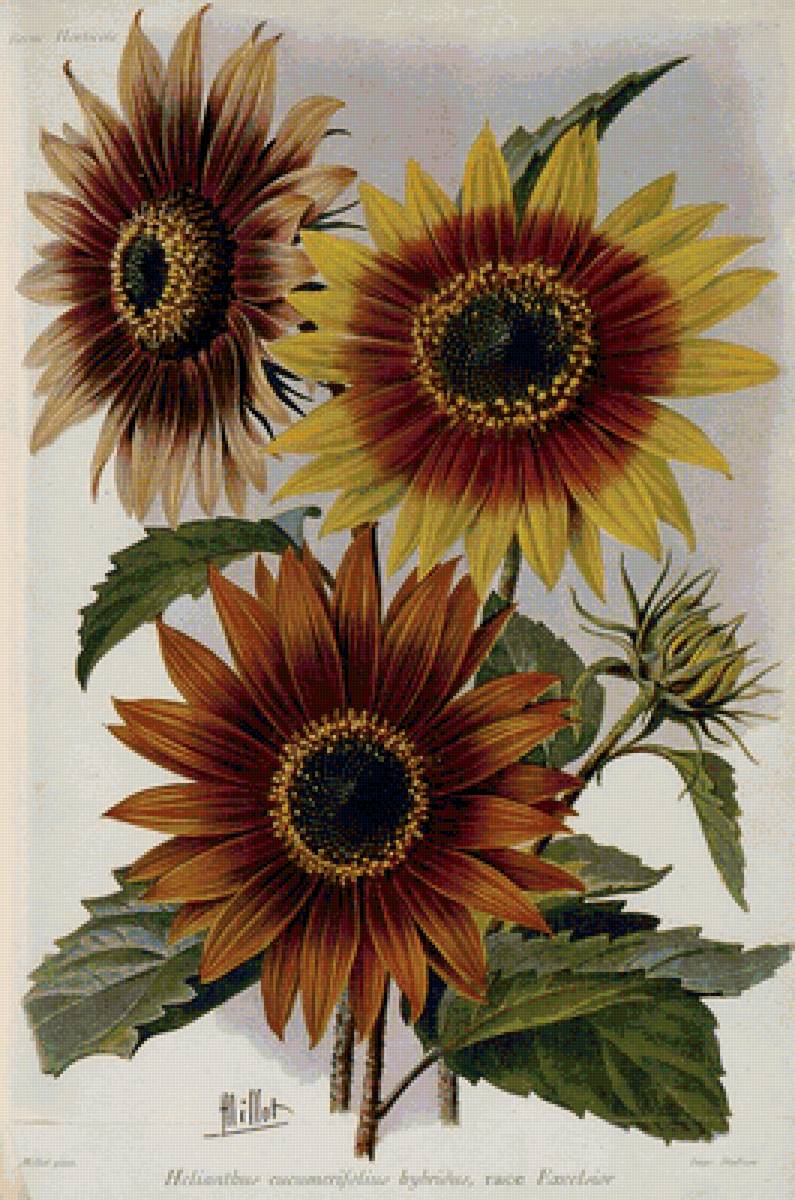 Подсолнухи - цветы - предпросмотр