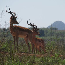 Схема вышивки «Импалы»