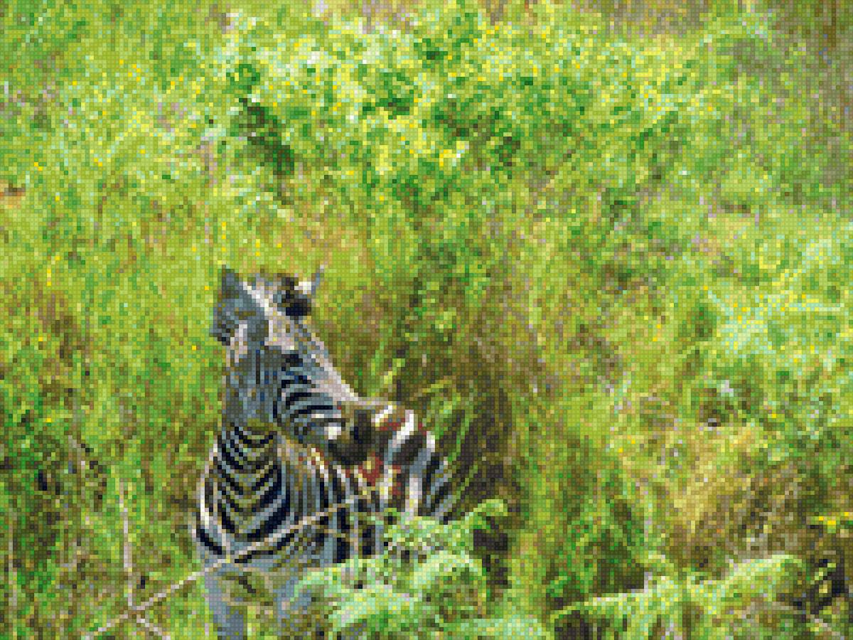 зебра - предпросмотр