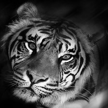 Схема вышивки «тигр»