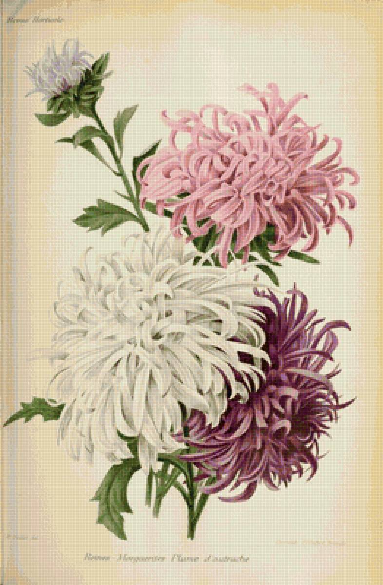 Астры - букет, цветы - предпросмотр