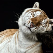 Схема вышивки «ТИГР»