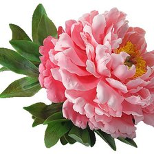 Схема вышивки «Пион»