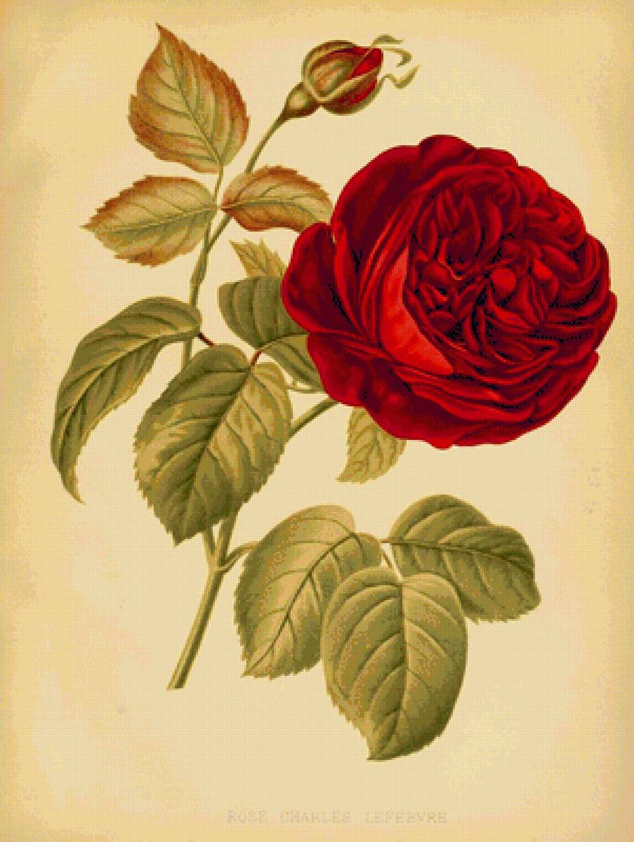Винтажная роза - цветы, розы - предпросмотр