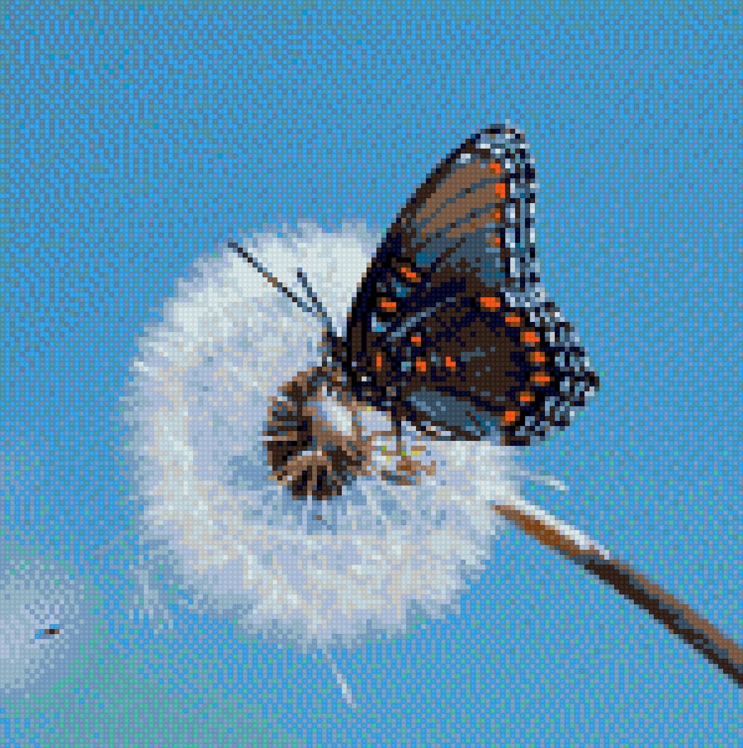 Бабочка на одуванчике - одуванчик, бабочка, небо - предпросмотр