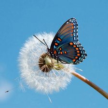 Схема вышивки «Бабочка на одуванчике»