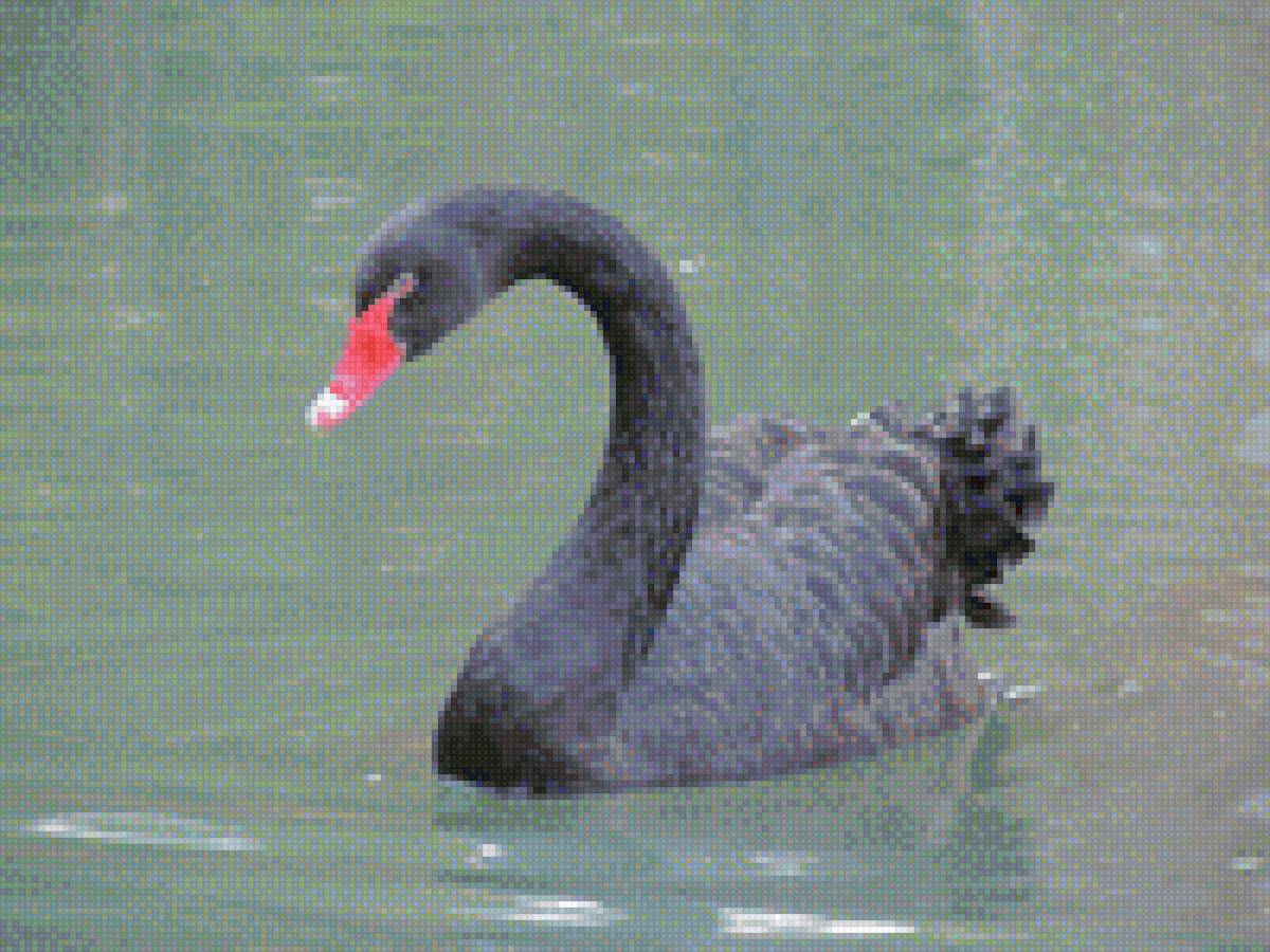 черный лебедь - птицы, лебедь - предпросмотр