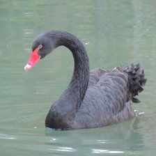 Схема вышивки «черный лебедь»
