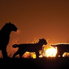Схема вышивки «семейка львят»