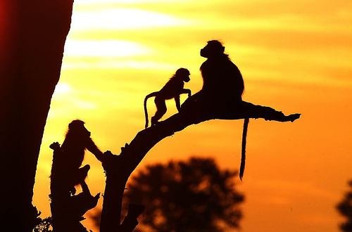 обезьяны на ветвях - оригинал