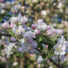 Схема вышивки «Яблоня»