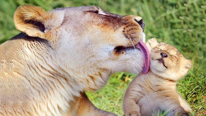 мамин поцелуй - лев, мама, поцелуй - оригинал