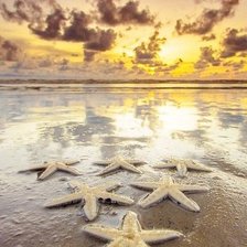 Схема вышивки «Морские звезды»