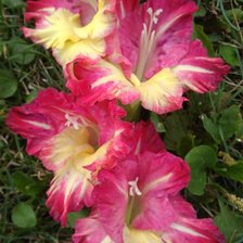 Схема вышивки «Гладиолус для Тани2»