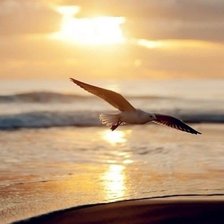 Схема вышивки «чайка»