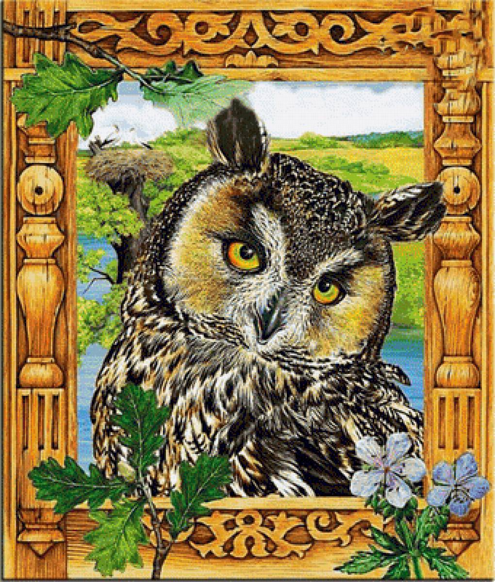 сова - животные, совы, птицы - предпросмотр